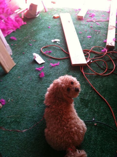 Lola Star Boardwalk Boutique Opens Tomorrow!