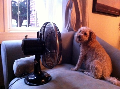 Shimmer’s Answer to the Hot, Hot Heat!