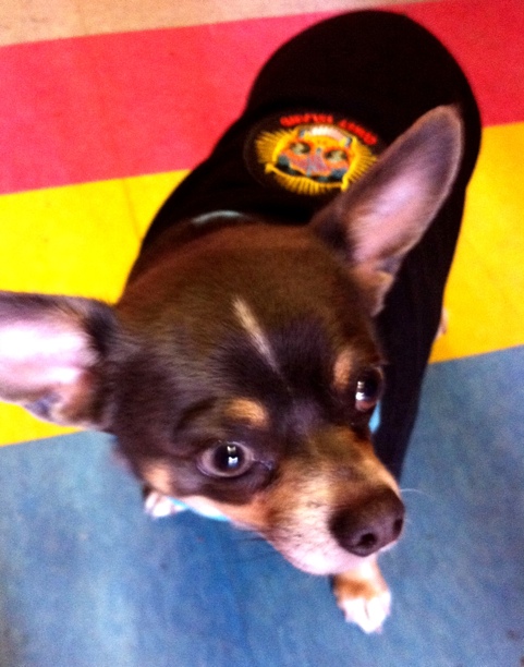 Day of the Coney Bonker