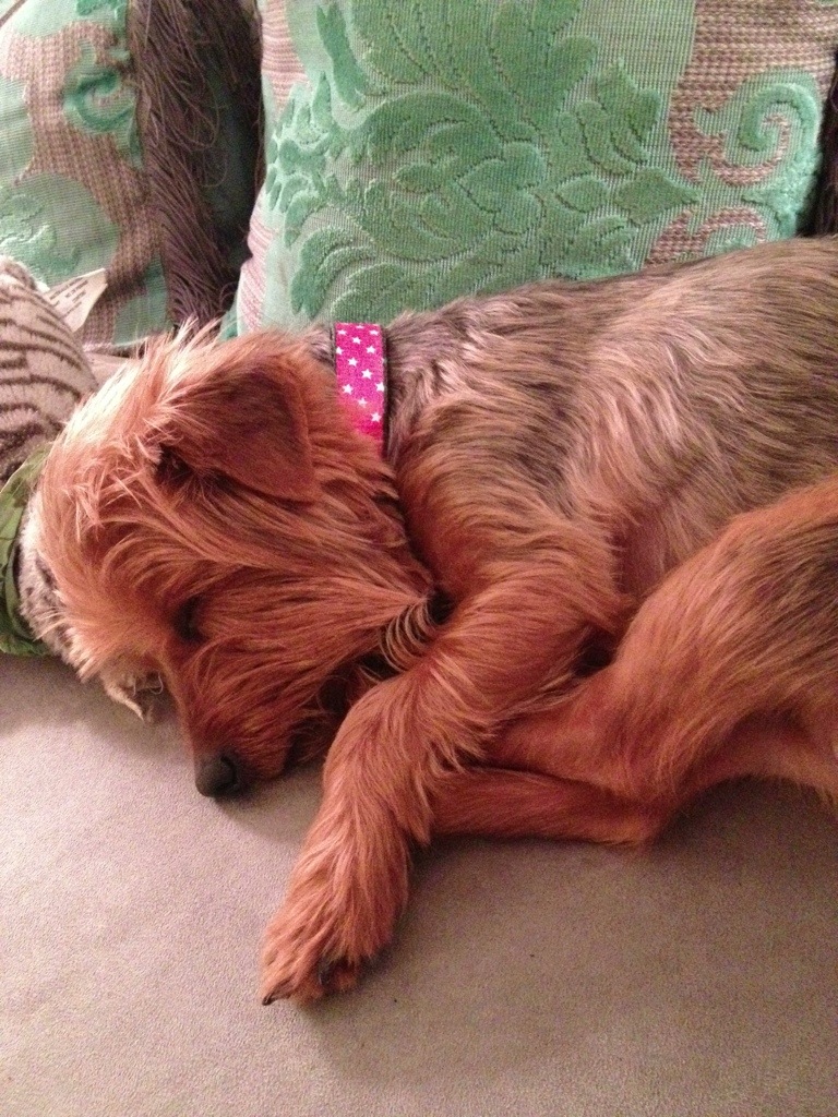 Introducing our New Foster Dog Braden!