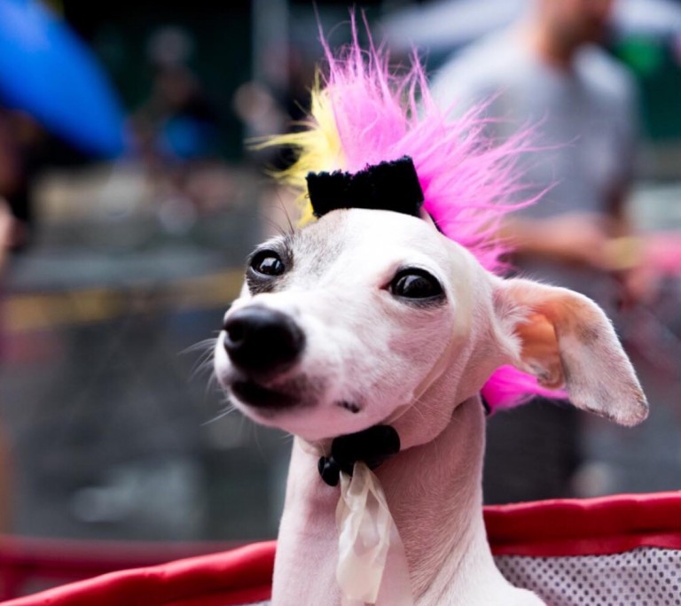 Doggie Fashion Show!