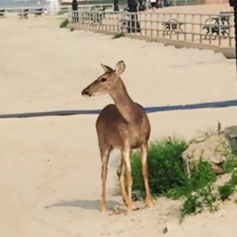 Oh Deer! Visitors in Coney Island!