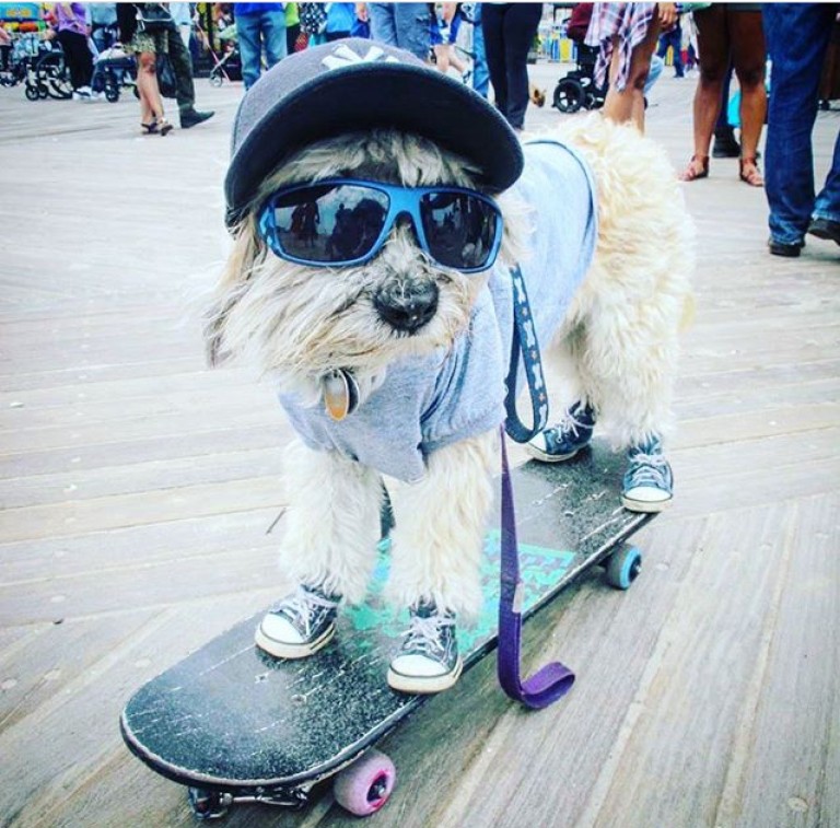 Pet Day at Coney Island!