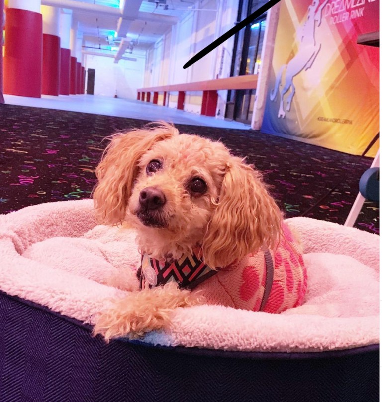 Shimmer the Official Rink Doggie!