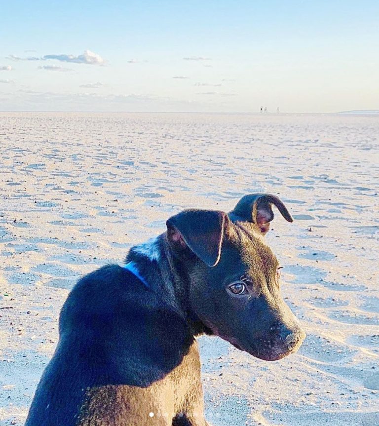 Foster pups living their best lives