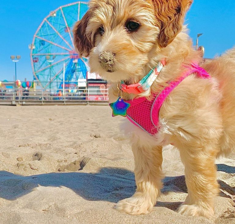 Welcome our New Shop Doggie!