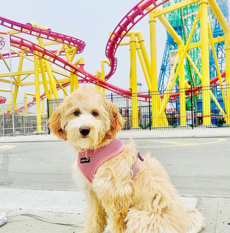 Soft Opening For The Phoenix!